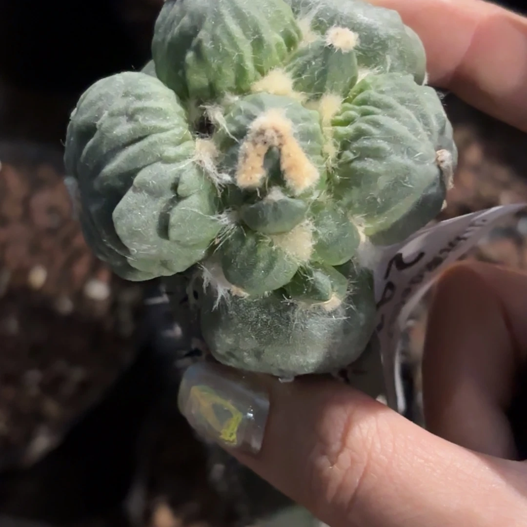 玩***玩241 袖浦嫁接仙人球