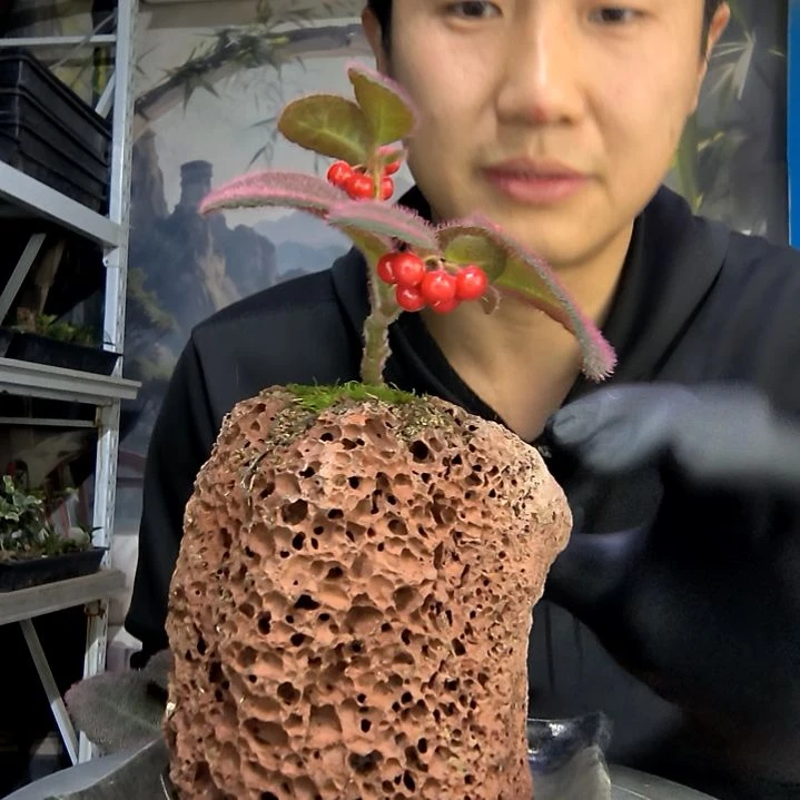 启***术中青园艺一物一拍花69