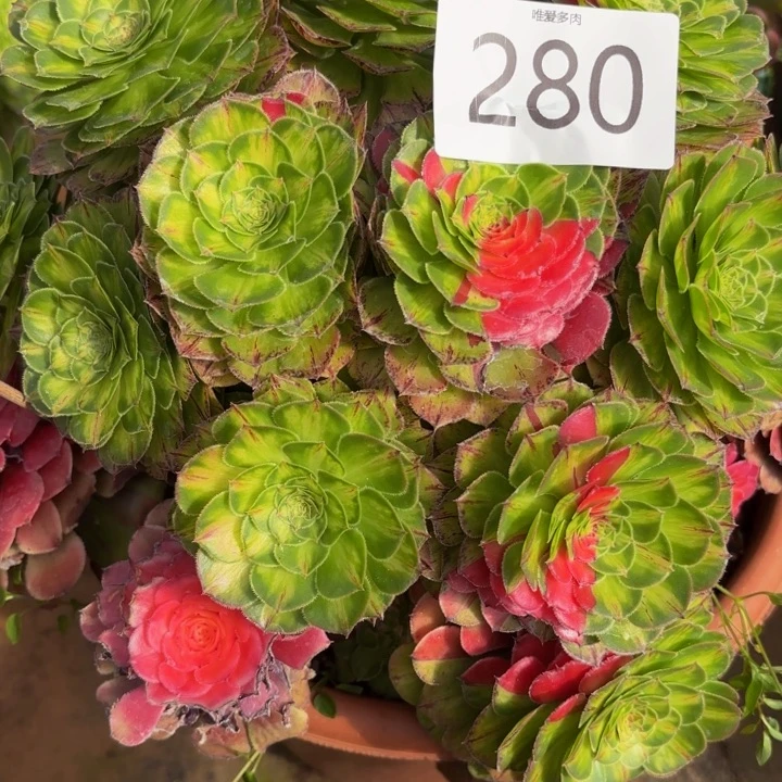 哈哈多肉植物知否280