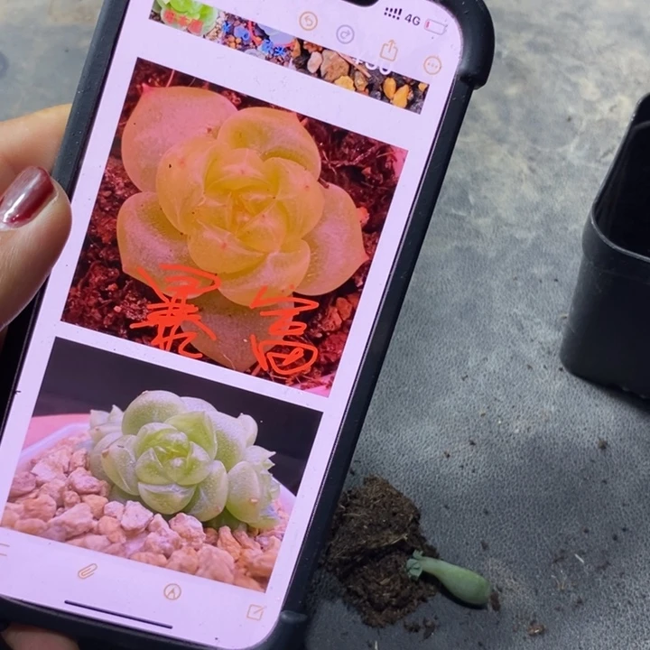 暴富芽苗一个多肉量