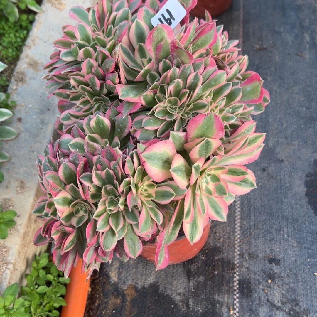 161女巫缀多肉多肉植物山东