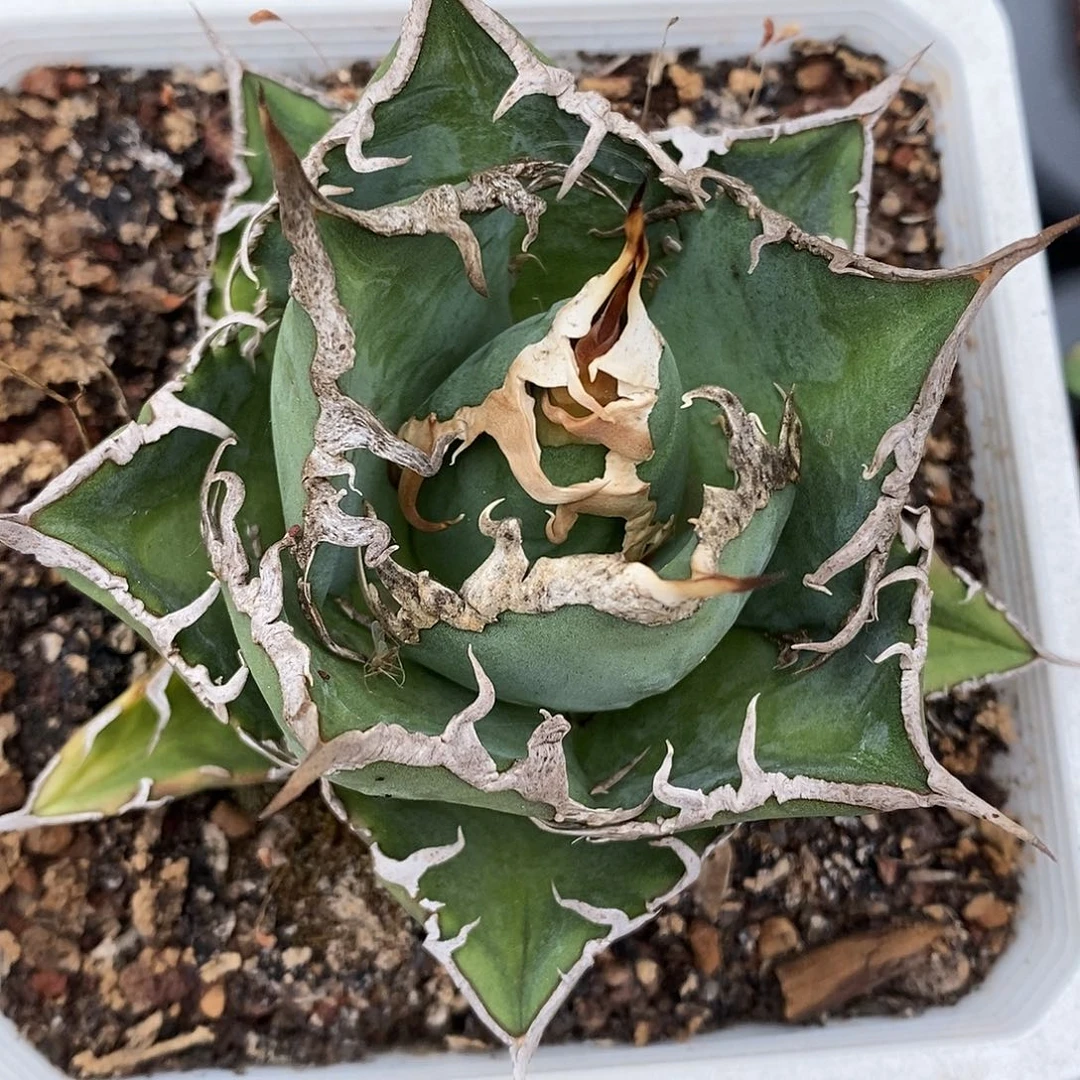 曼陀罗龙舌兰撒煞1