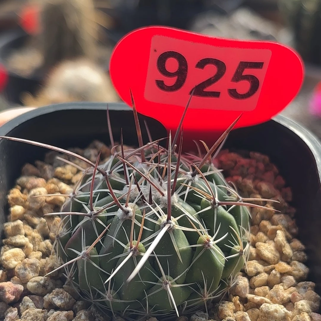 仙人球实生天兆丸