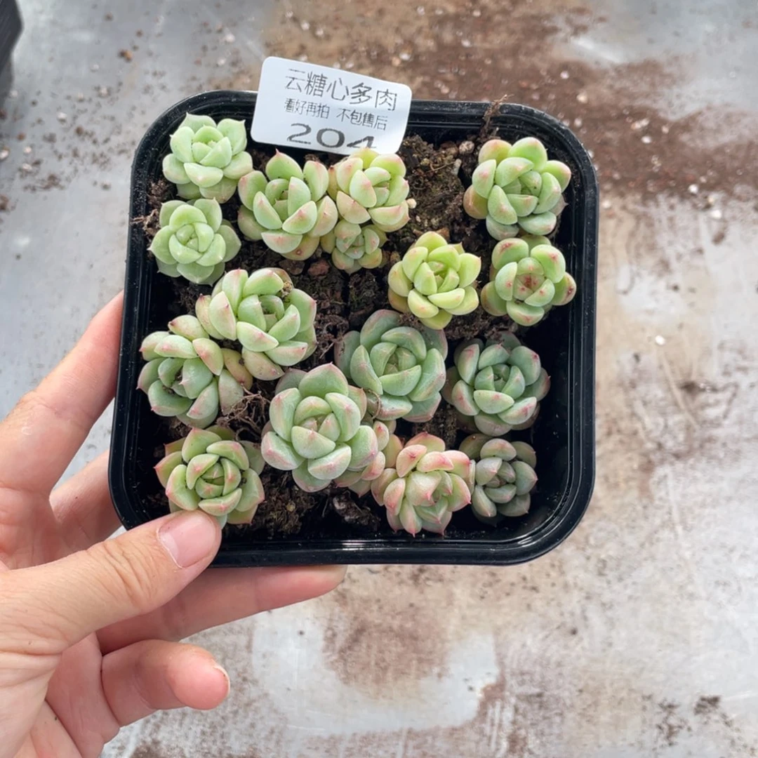 云糖心多肉植物204