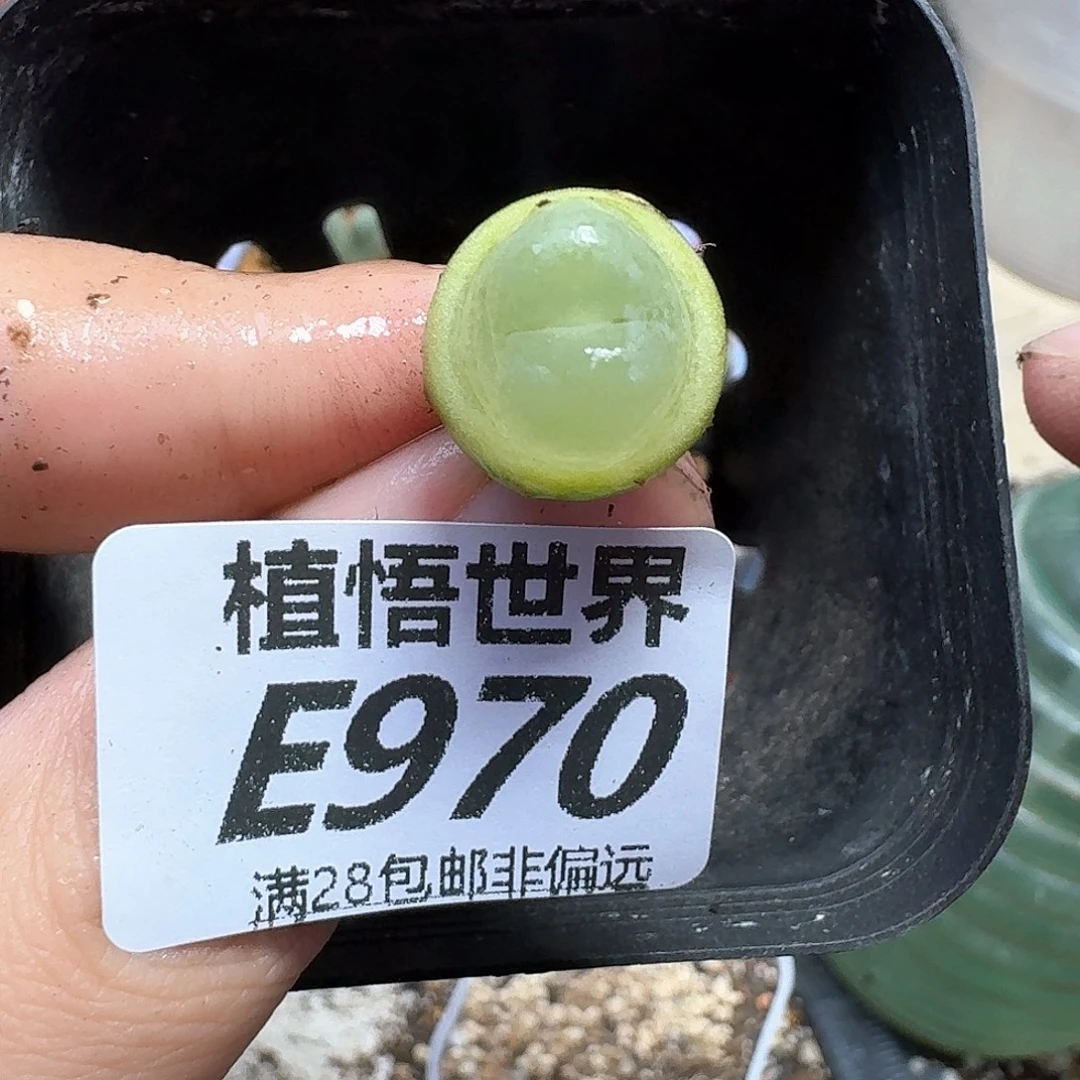 多肉植物的日子去fv