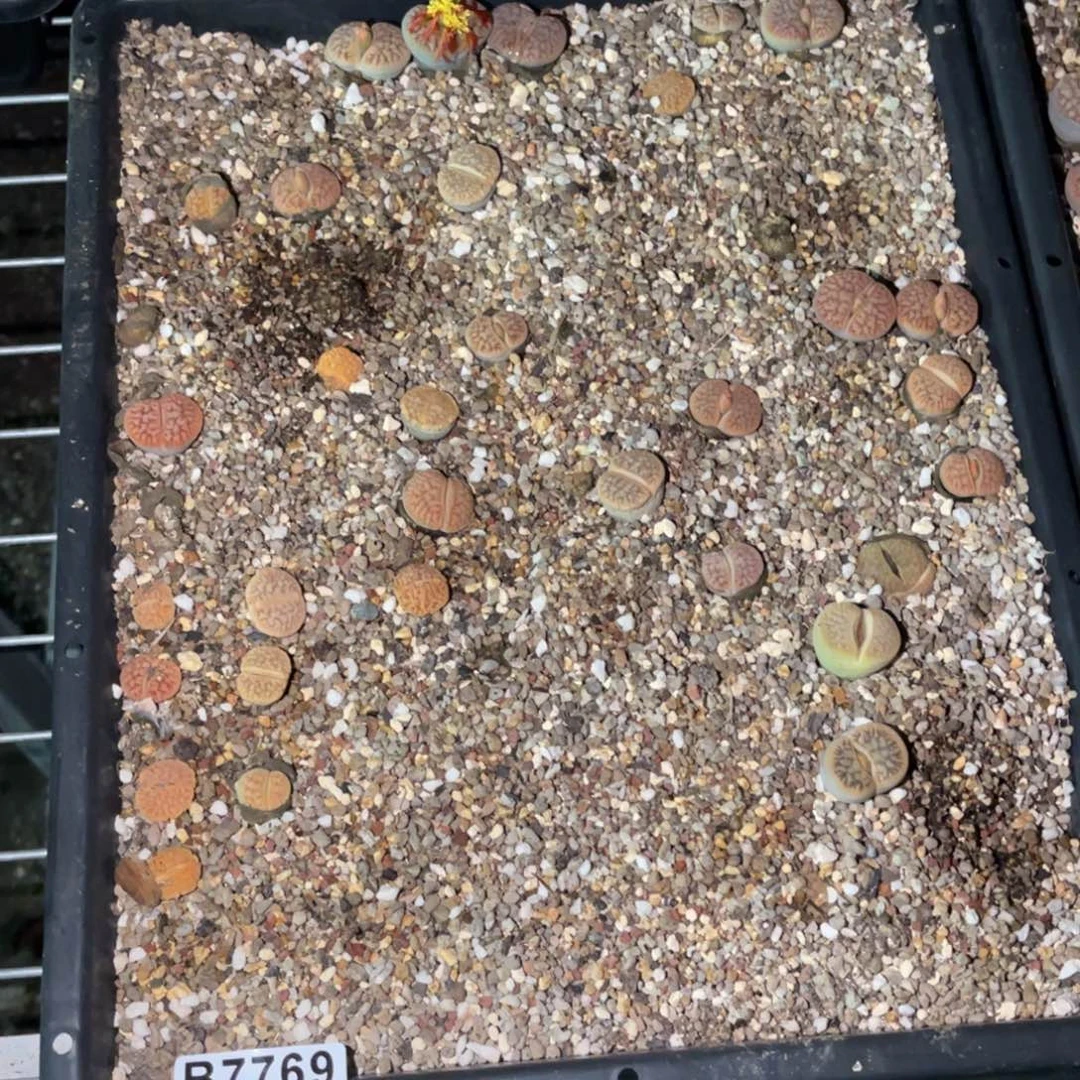 h***z7769福利筐1不售后