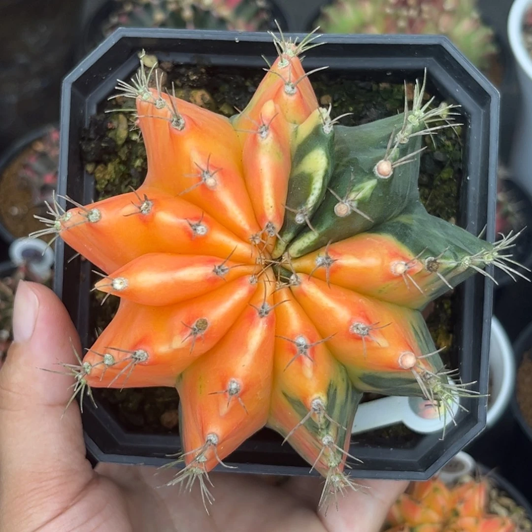 带盆土发货00000000