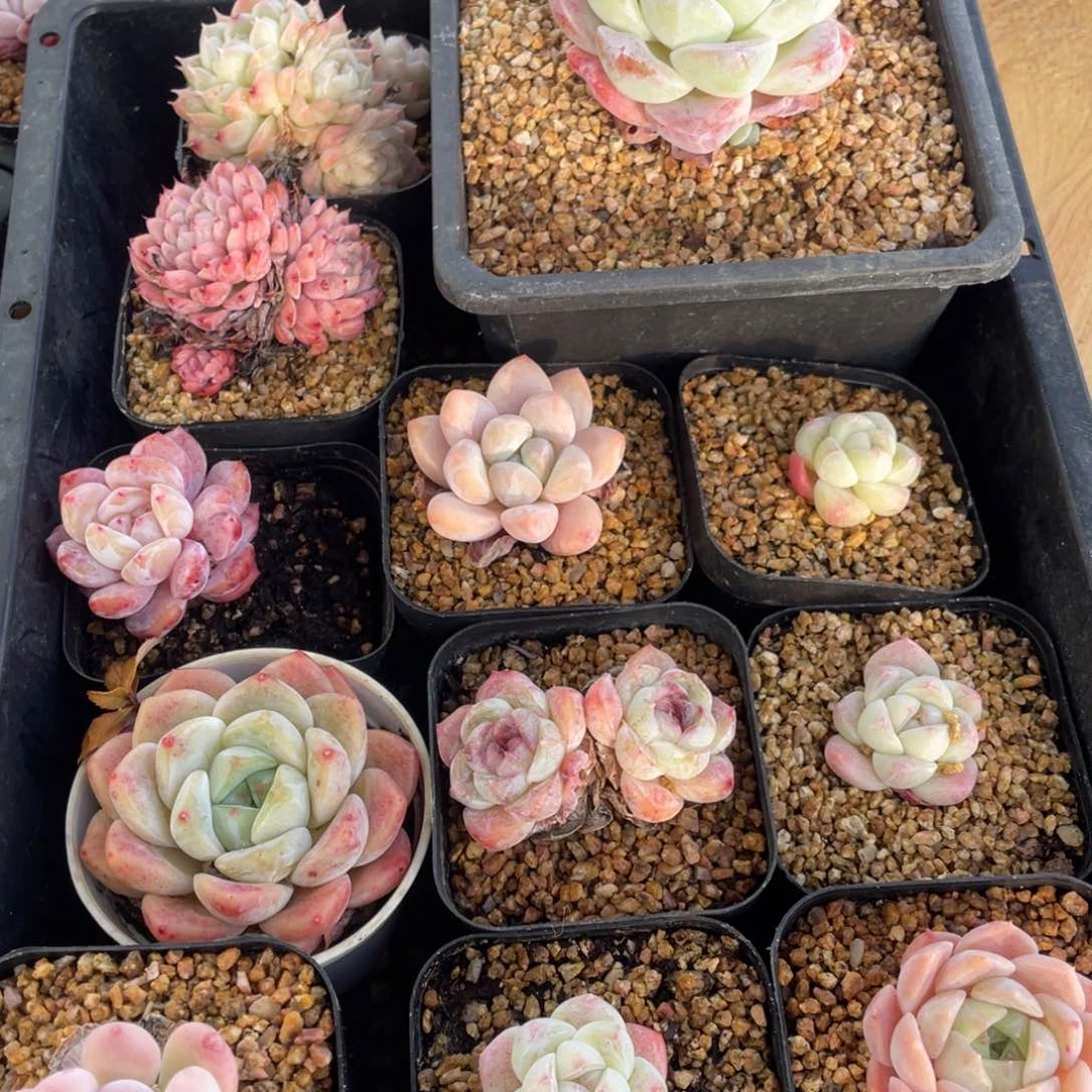 多肉植物十二个精品组027