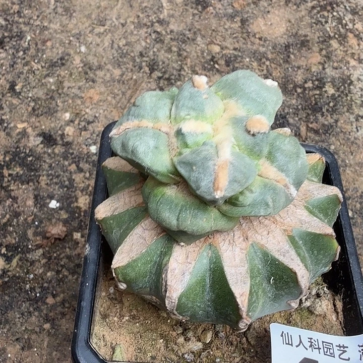 无花朵498潜力股大尤怒涛东三