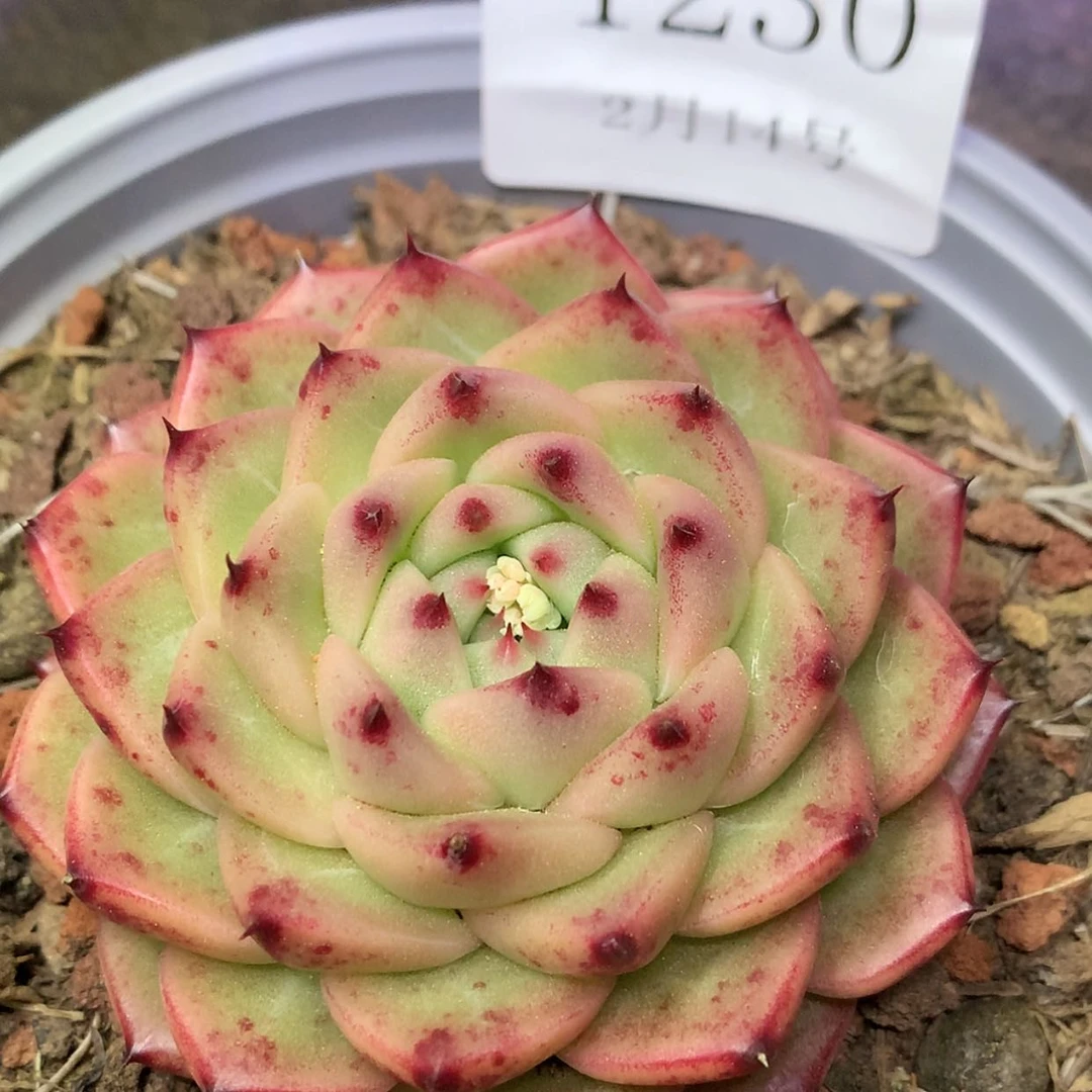 【闪购商品】云1230