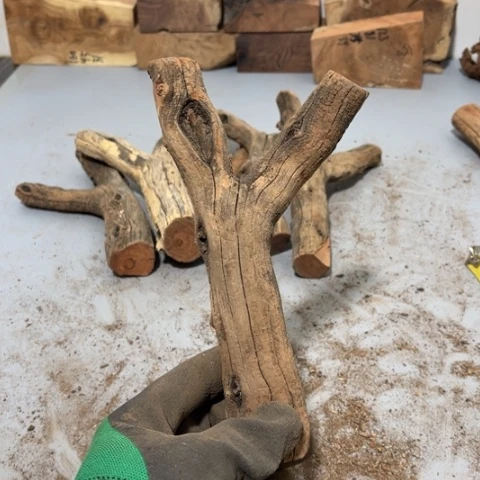 大果紫檀（缅甸花梨）阿**༽