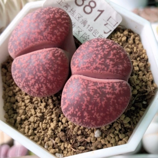 5881，5年以上大双头酒红