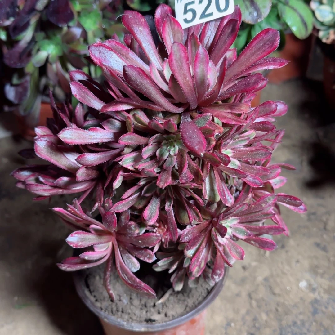 紫霞仙子多肉520满28包邮断枝不包