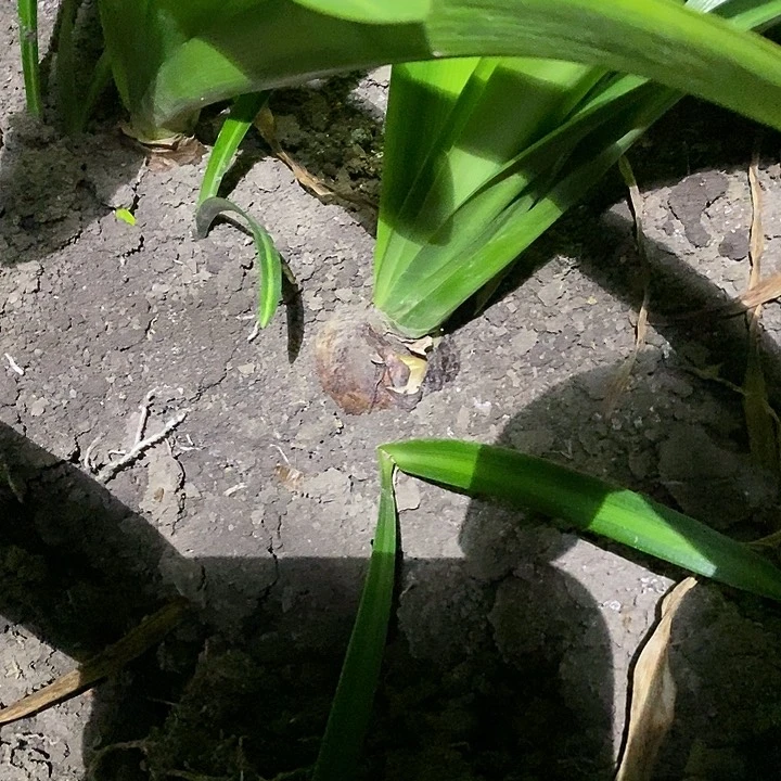 无花朵胖东朱顶红。白鬼。001。 5厘米左右 带2测