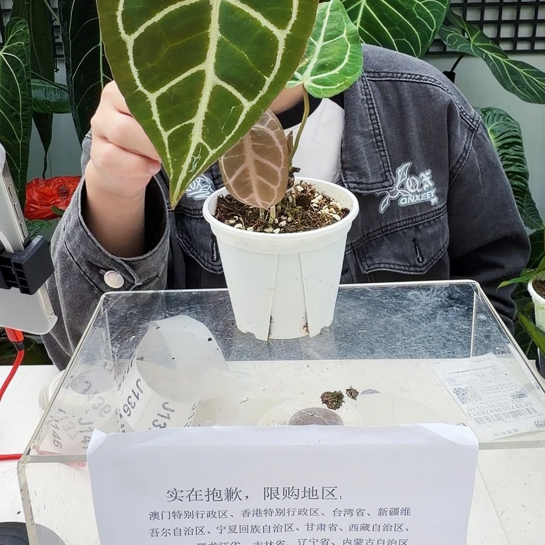 完全开放J134 铜锣烧杂粉脉撕裂纹