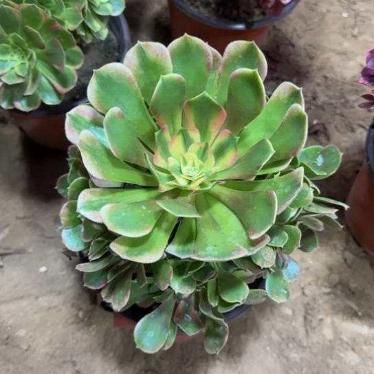 香妃9.9脱土发货了