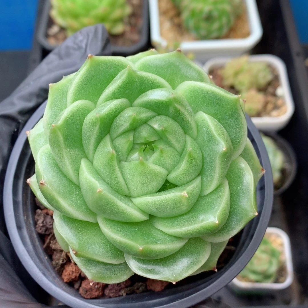 58包邮  群生不包整 148