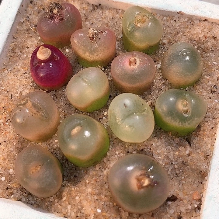 冰魄杂吕红一颗