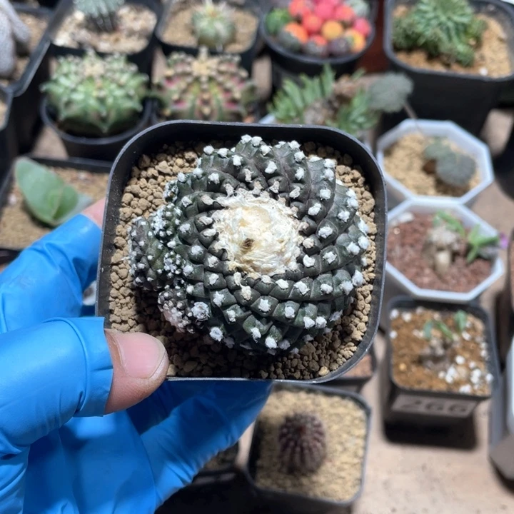 275旋转纹墨碟仙人球