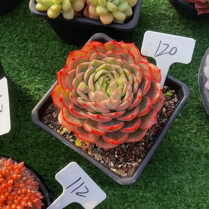 倾***城丽娟花卉绣水单头