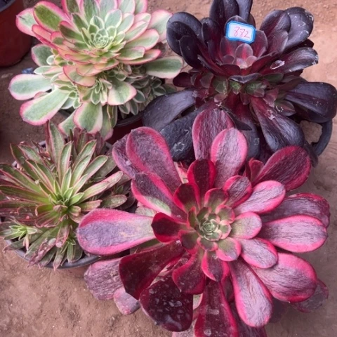 882多肉植物组合