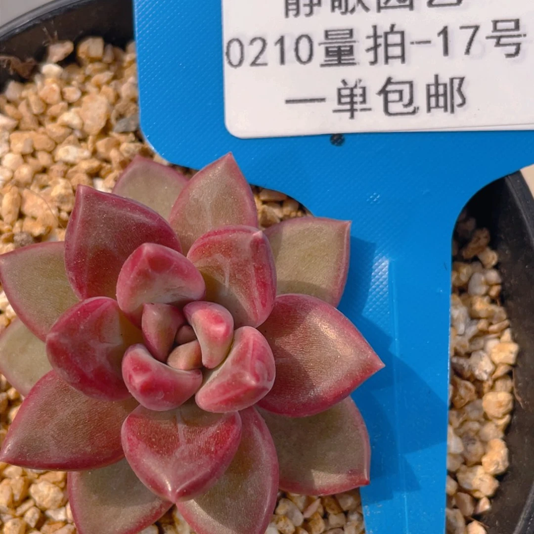 0210-17-精品福利迷雾泡泡一颗