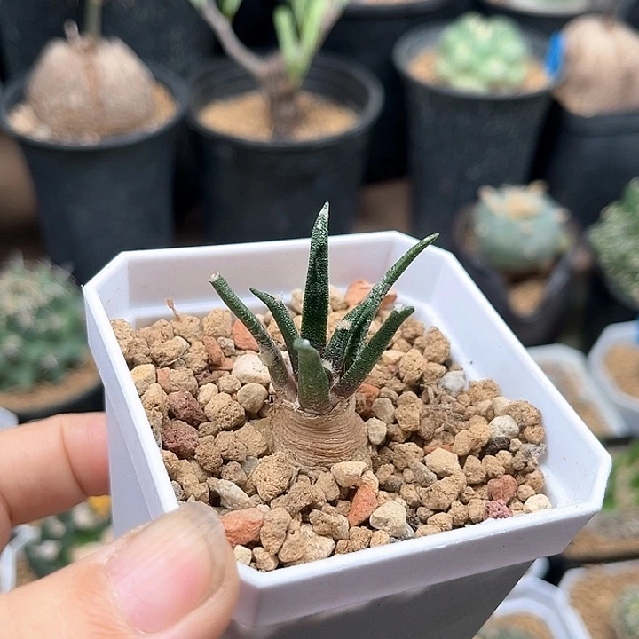 实生大年份龙舌兰母本一颗