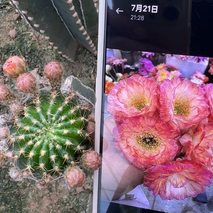 208量天尺嫁接美花3脱土发货斑