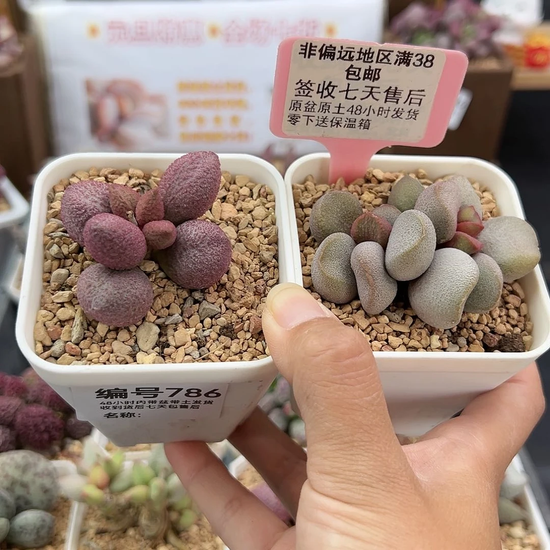 786服部甜心多肉