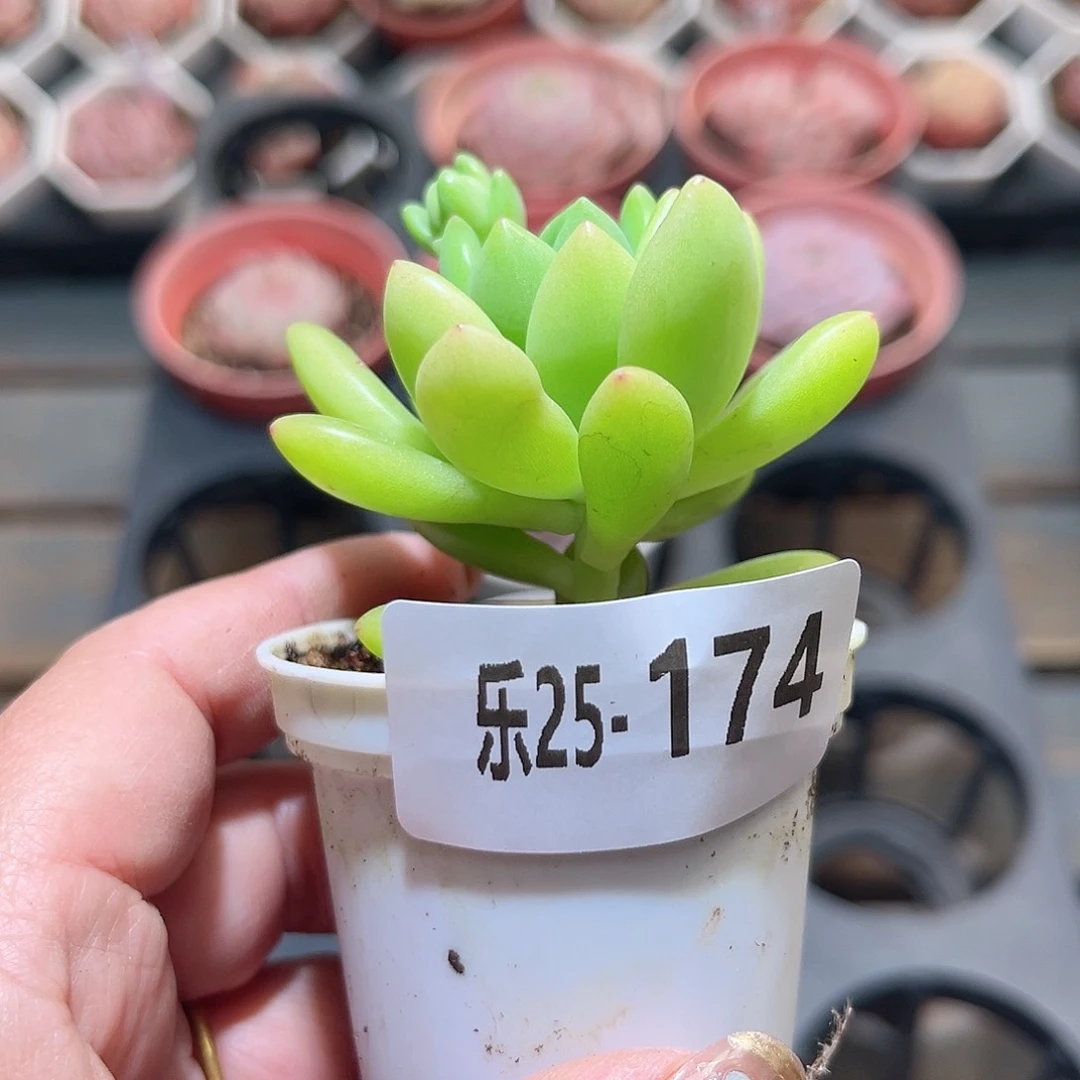 乐25-174 春梦单头