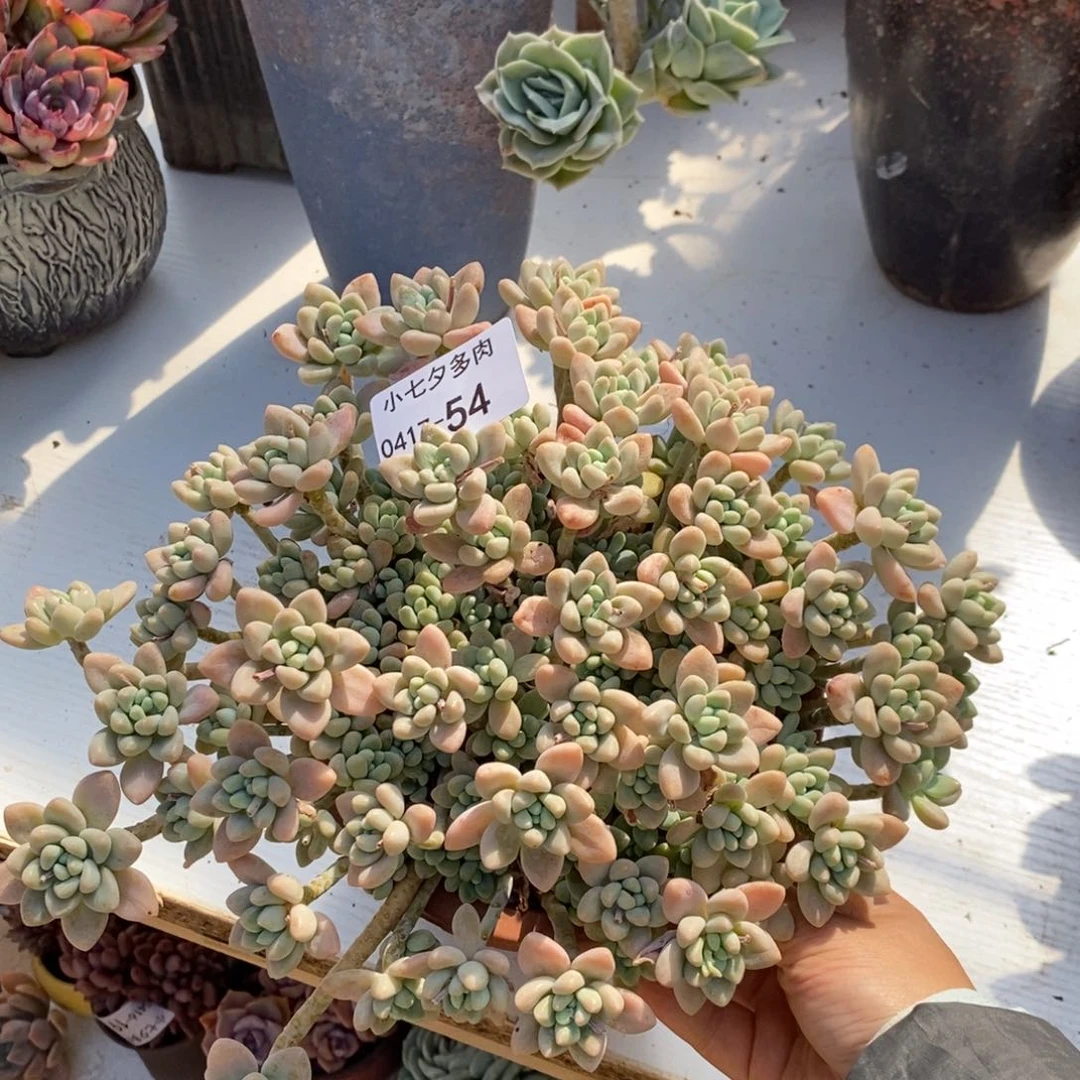 小七夕多肉奶酪蛋糕54