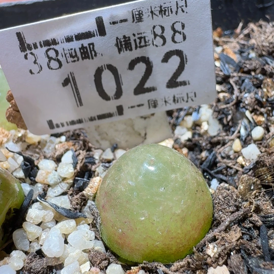 Sss精品生石花 1022