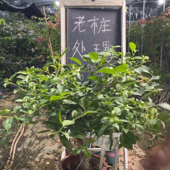 无花朵三角梅三角梅1306