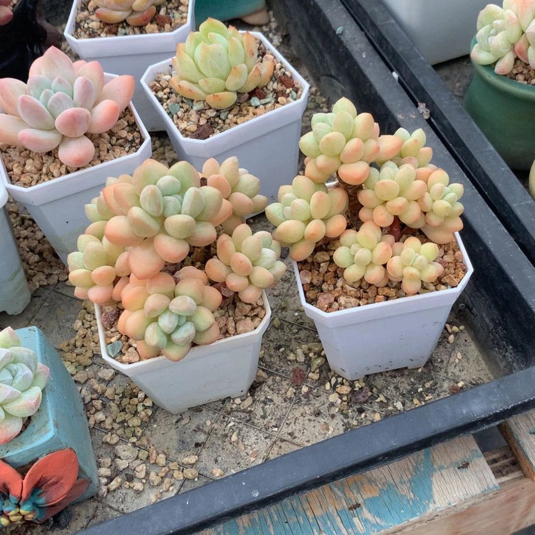泡泡糖二颗小的 寄养