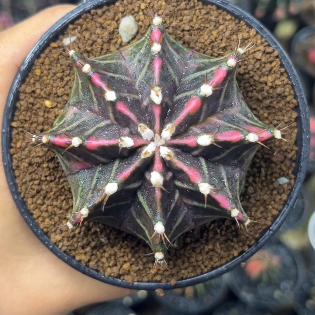 泰系米哈锦 带盆土发货