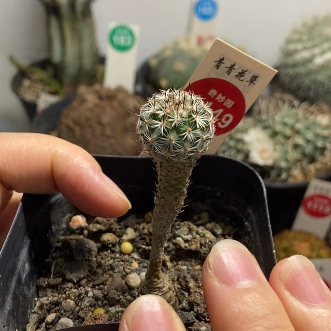 实生赤花美针玉1.8cm