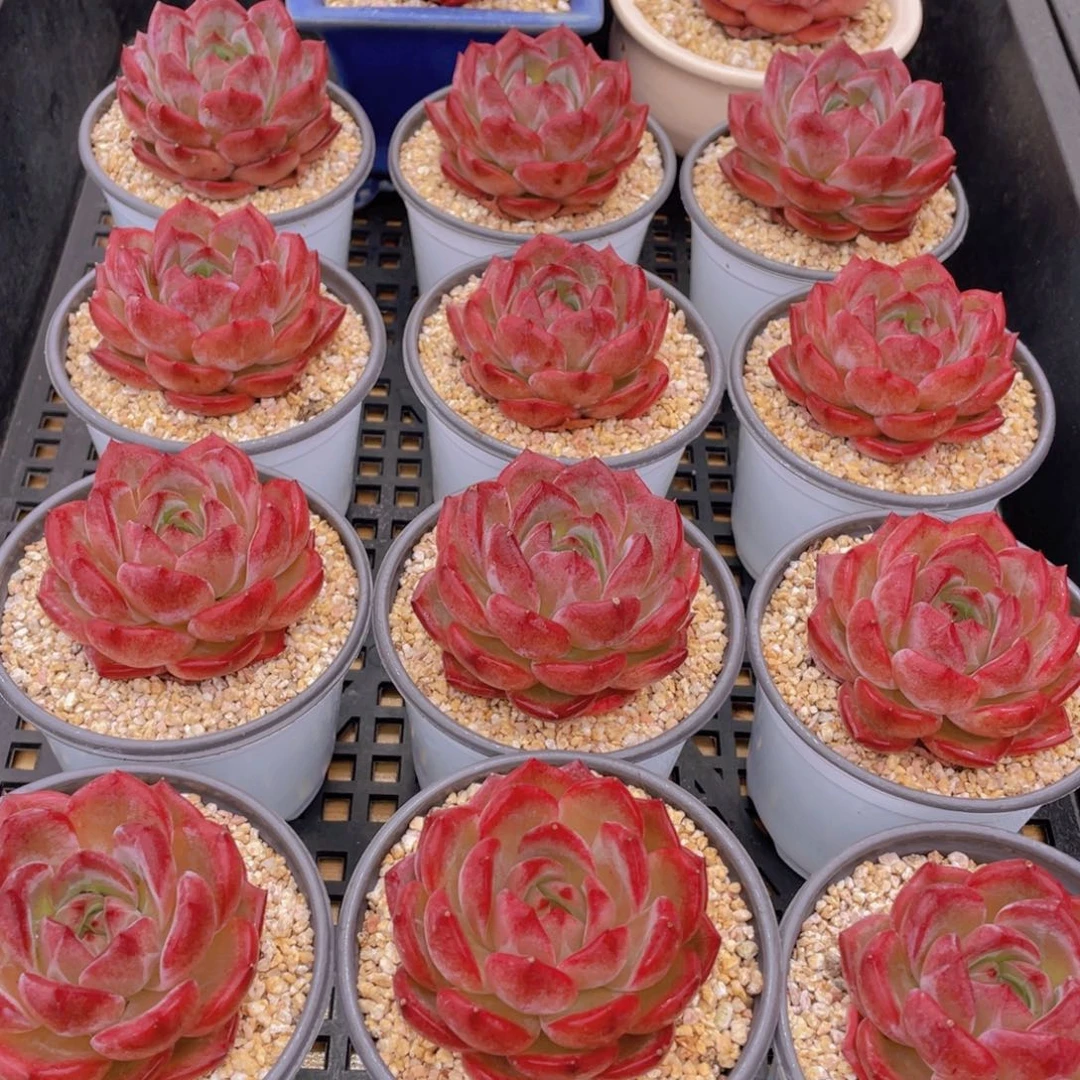 量拍4号 宽叶全状态夜魔侠母本单头一个