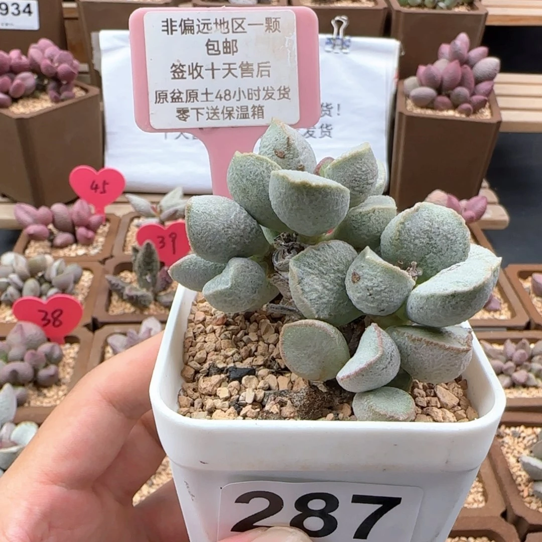 287粉雪蛋多肉植物