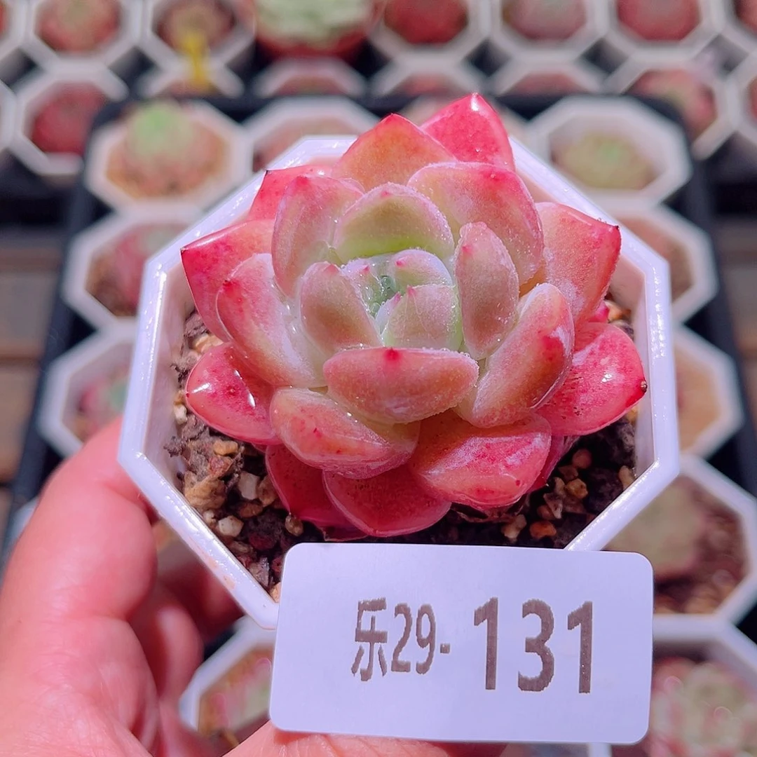 乐然29-131 刚毅单头