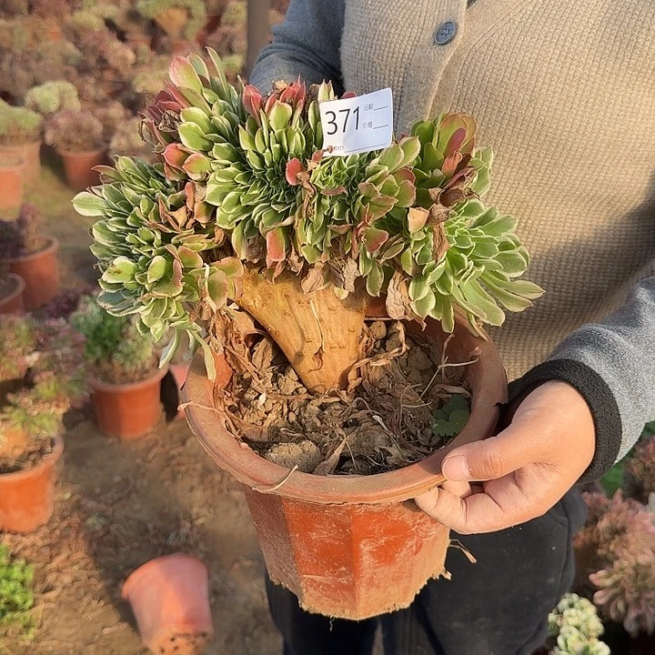 白凤阴阳整版缀化371号