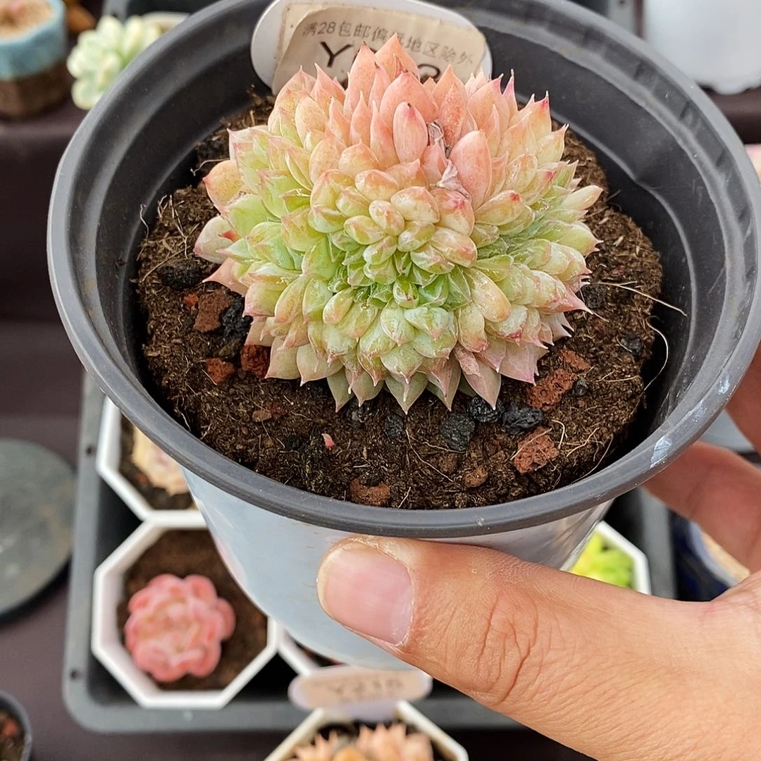 0032 5.5cm 冰魄缀