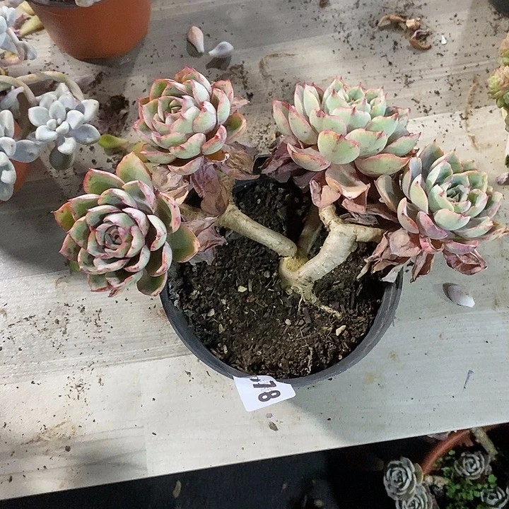 邶***贝878赫拉多肉植物多肉