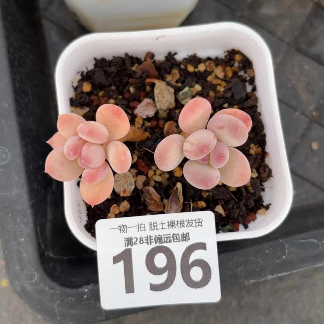 青花奶老桩无盆土发货