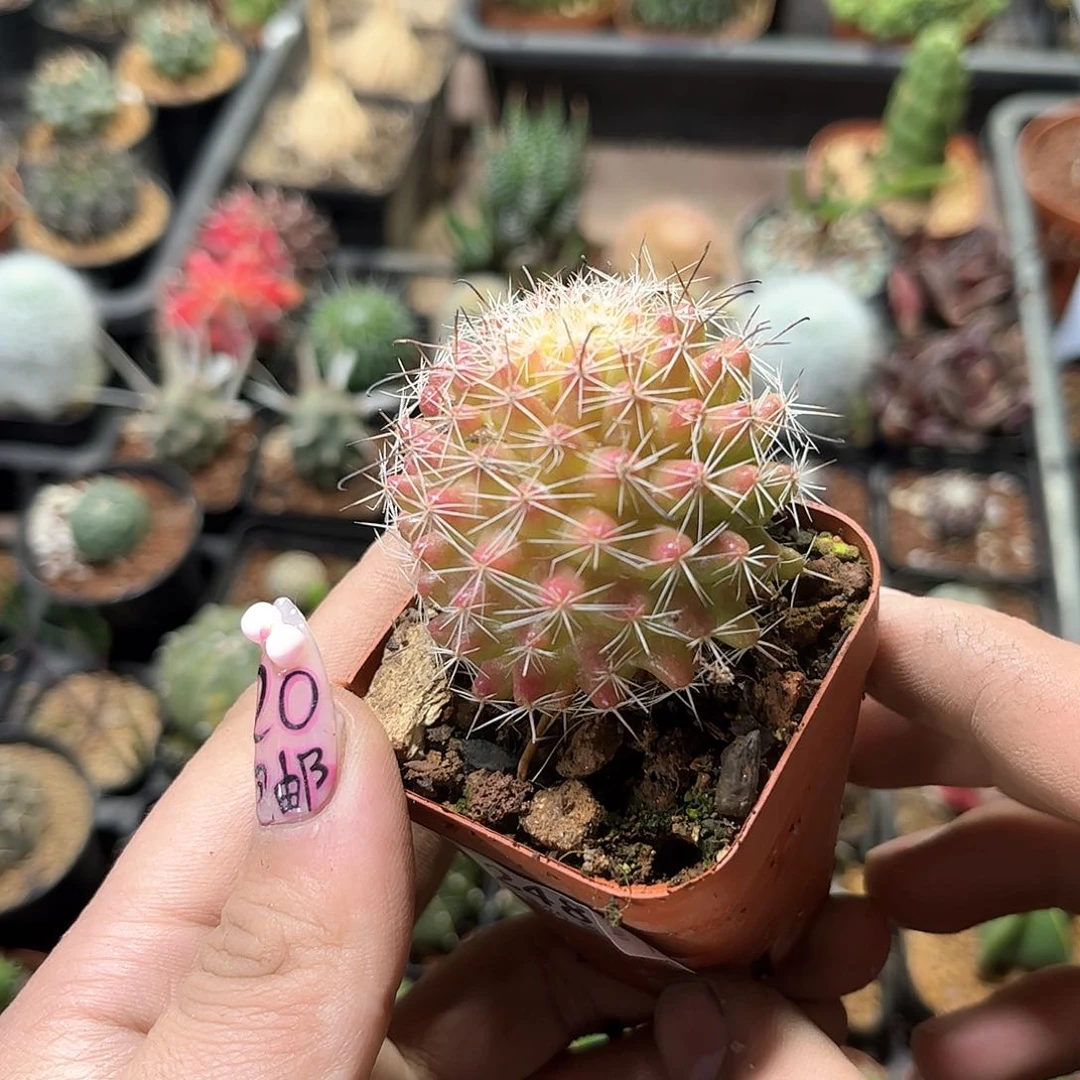 落***狗24866一物一拍单头发货