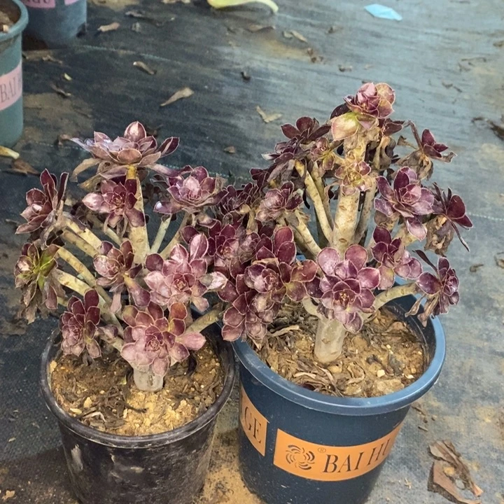 两颗多肉植物027