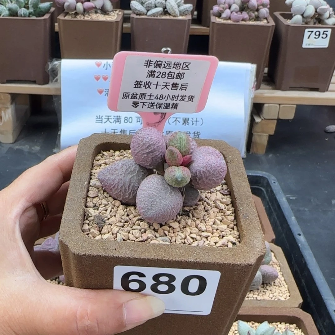 680糖果多肉植物