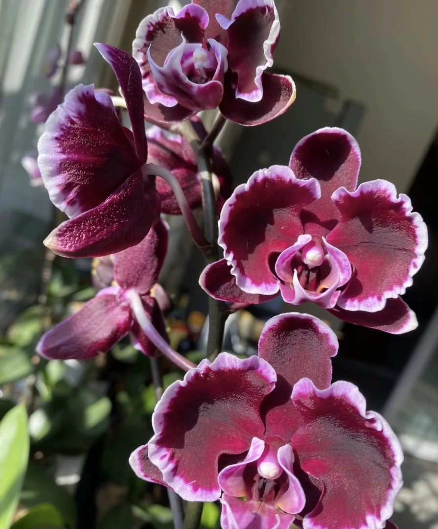 拉丁舞群蝴蝶兰3.5加高成熟苗不带花