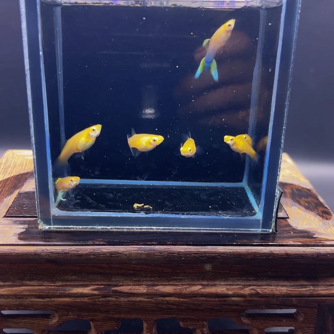 孔雀鱼双剑孔雀鱼清缸一组