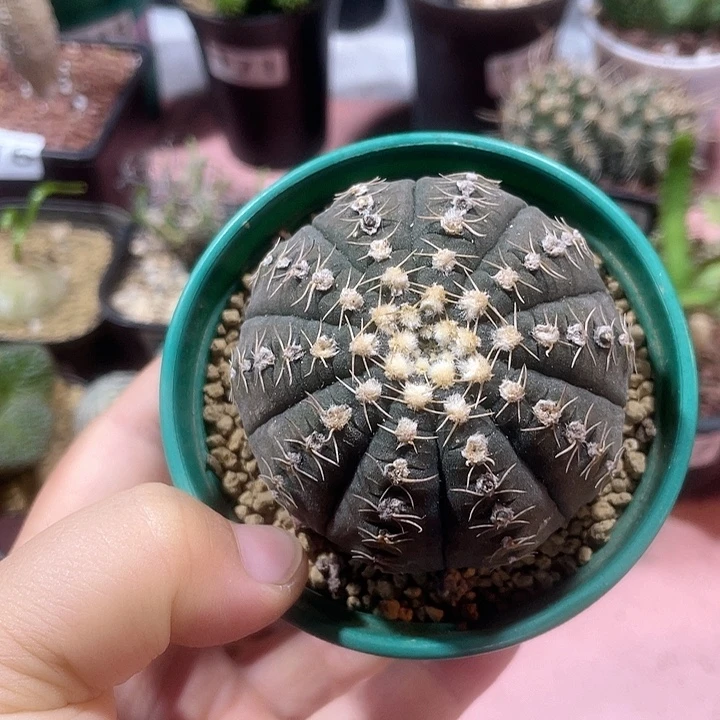 145拉根仙人球植物