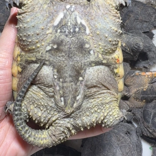 绿毛龟母5555555555